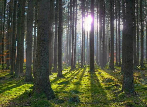 Установлен порядок финансирования мероприятий по ведению лесного и охотничьего хозяйства в 2023 году юридическими лицами
