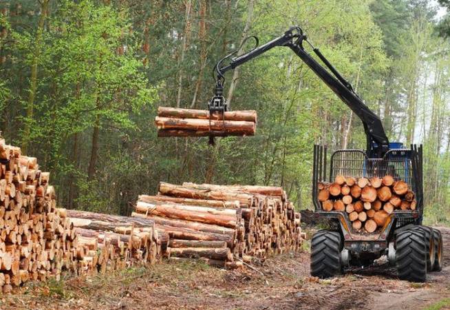 Правила реализации древесины вскоре обновят. Какие новшества ждут рынок, пояснил Минлесхоз