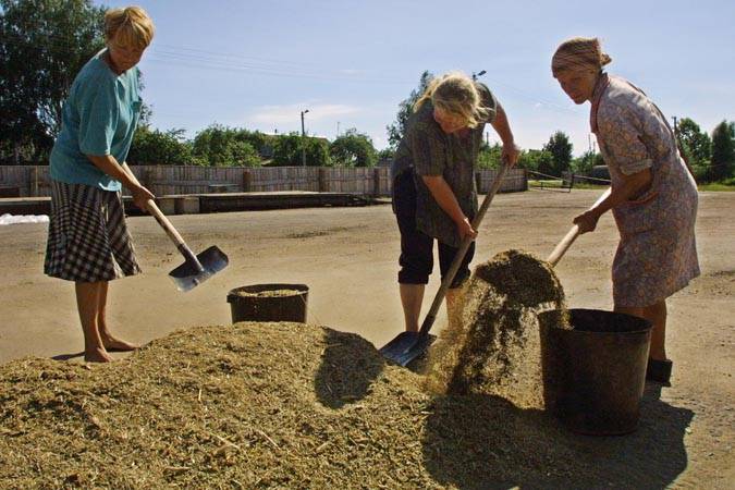 Бедняга из Горок перевёз зерно из России в Беларусь без лицензии Бедняга из Горок перевёз зерно из России в Беларусь без лицензии