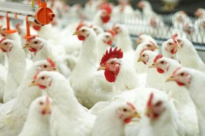 Из-за птичьего гриппа с 10 июня вводятся временные ограничения на ввоз в Беларусь птицы из Литвы 